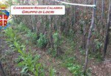 Scoperta piantagione canapa indiana in un vigneto nel reggino