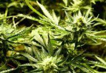 Un’altra piantagione di marijuana scoperta nel reggino