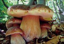 Calabria, si perde andando a funghi, ritrovato 55enne