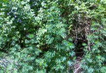 Scoperta piantagione di marijuana a San Luca