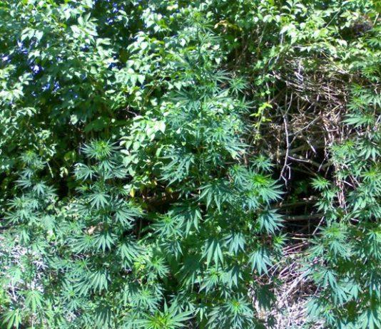 Scoperta piantagione di marijuana a San Luca