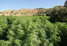Rinvenute 500 piante di canapa indiana nel reggino