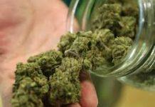 Trovati in possesso di marijuana, due arresti a Reggio