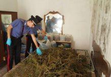 Calabria, 25kg di marijuna rinvenuti nascosti in un casolare