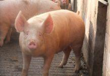 Trovati con un maiale nel cofano, arrestato un calabrese per furto