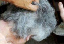 Ladri immobilizzano e picchiano anziana nel vibonese