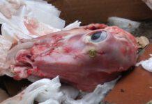 Testa di capretto davanti porta di casa di un vigile nel vibonese