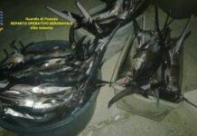 Sequestrato un quintale di pesce spada in Calabria