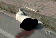 Anoia, cane massacrato di botte e legato per le zampe (?)