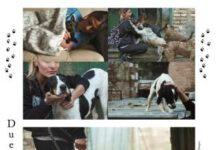 Un calendario per gli amici a quattro zampe, divulgato dal 4 dicembre dall’associazione SAMI