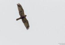 Parco d’Aspromonte tra i cinque siti di maggiore importanza in Europa per la migrazione post-riproduttiva dei rapaci