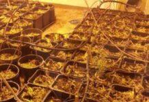 Scoperto un laboratorio di marijuana in Calabria