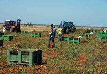 Braccianti stranieri irregolari, denunciato imprenditore