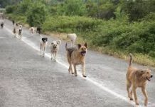 Cane impiccato, taglia da 20 mila euro a chi aiuterà nell’identificazione colpevoli