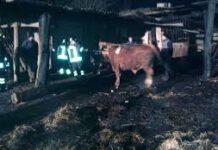 Incendio in fabbricato agricolo, 20 bovini minacciati dalle fiamme