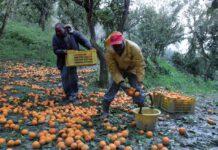 Maxi operazione contro il caporalato ed il lavoro nero nella Piana