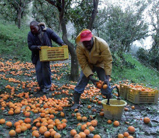 Maxi operazione contro il caporalato ed il lavoro nero nella Piana