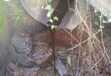 Denunciati titolari di un oleificio per inquinamento ambientale