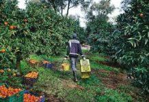 Sfruttati per 1 euro all’ora, sei denunce