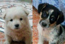 Annuncio ADOZIONE, Amici cuccioli cercano casa