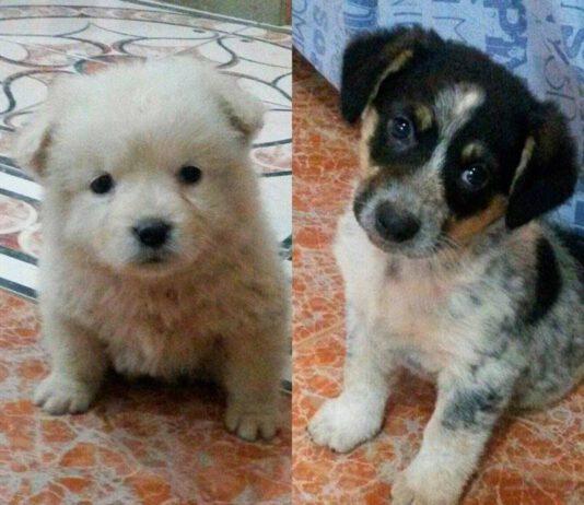 Annuncio ADOZIONE, Amici cuccioli cercano casa