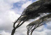 FORTI DISAGI PER VENTO- Albero cade su auto, un morto a Candidoni