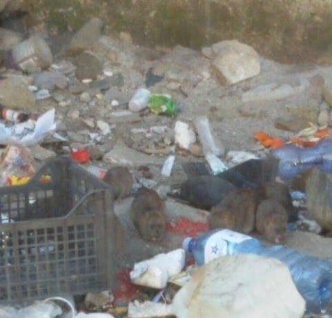 Rosarno, topi invadono via Nazionale, foto e video