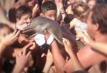 Selfie con baby delfino- l’animale muore in spiaggia- Quando “la tecnologia va oltre la nostra umanità”