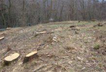 Taglio abusivo di 150 alberi, denunciati responsabili