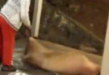 “Maiale sgozzato” durante mostra artistica in Calabria, interviene Enpa Nazionale