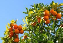 Crisi agricoltura, il grido inascoltato delle associazioni