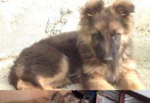 Rosarno, cucciolo smarrito- AIUTATECI A TROVARLO