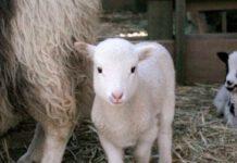 Spacciatore cede due dosi di cocaina in cambio di agnello vivo rubato