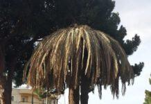 Maiolino (FI): Gallina, la differenziata che non guarda al portafoglio