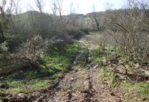 Taglio abusivo alberi, una denuncia