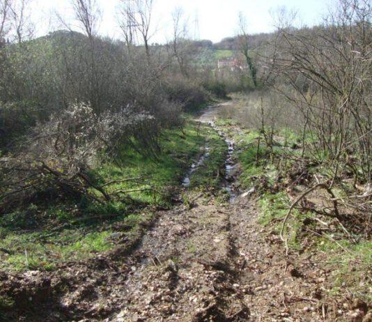 Taglio abusivo alberi, una denuncia