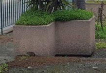 Rosarno, ancora emergenza topi, video