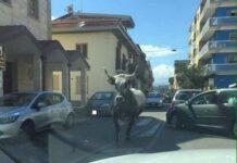 Toro semina il panico per le vie di Catanzaro Lido, ferita una donna