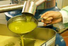 Nicolò: da Oliverio nessuna difesa agli olivicoltori calabresi