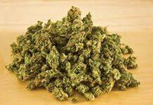 Avevano seppellito la marijuana in giardino, arrestati due fratelli