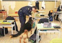 Ispezione cani antidroga in scuole superiori