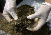 Coltivavano marijuana, due arresti