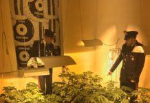 Scoperta piantagione di marijuana domestica, due arresti a Villa San Giovanni
