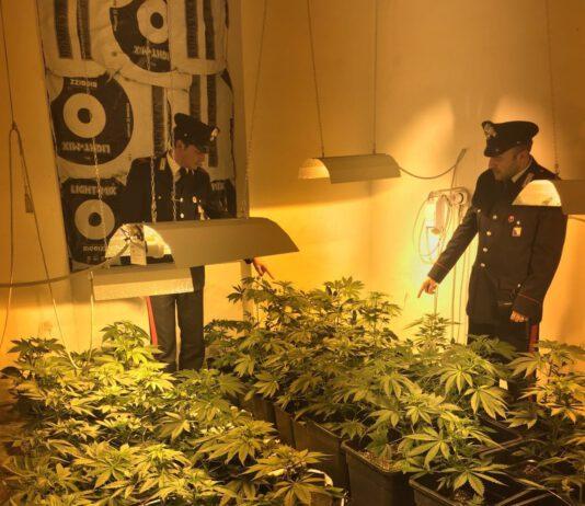 Scoperta piantagione di marijuana domestica, due arresti a Villa San Giovanni