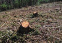 Tre denunce per taglio abusivo bosco