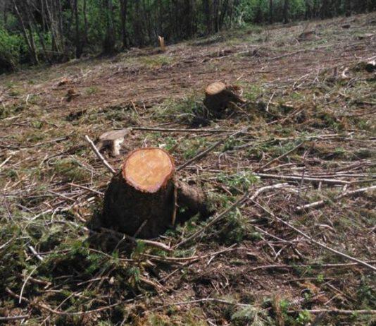 Tre denunce per taglio abusivo bosco