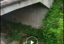 Video salvataggio cane lanciato da ponte a Polistena