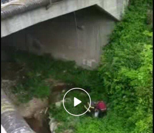 Video salvataggio cane lanciato da ponte a Polistena