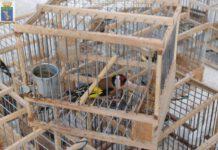 Detenevano illegalmente volatili, denunciati