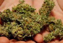 Sorpresi tra i cespugli con 400grammi di marijuana, tre arresti